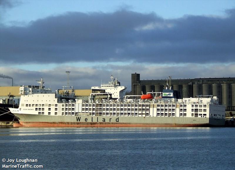 ocean swagman (Livestock Carrier) - IMO 9360776, MMSI 564079000, Call Sign 9V8073 under the flag of Singapore