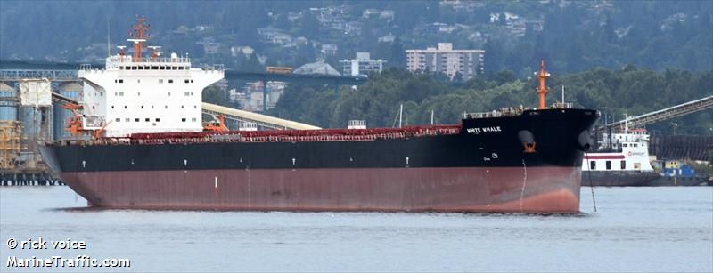 white whale (Bulk Carrier) - IMO 9620310, MMSI 636018029, Call Sign D5NV9 under the flag of Liberia