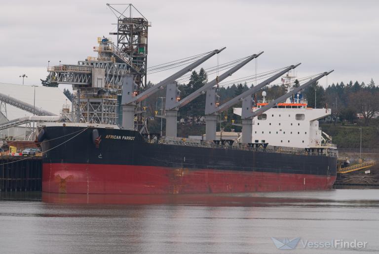african parrot (Bulk Carrier) - IMO 9883118, MMSI 356092000, Call Sign 3FIS3 under the flag of Panama