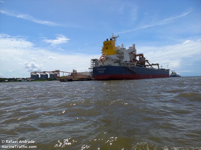 kn blossom (Bulk Carrier) - IMO 9906300, MMSI 563131100, Call Sign 9V6841 under the flag of Singapore